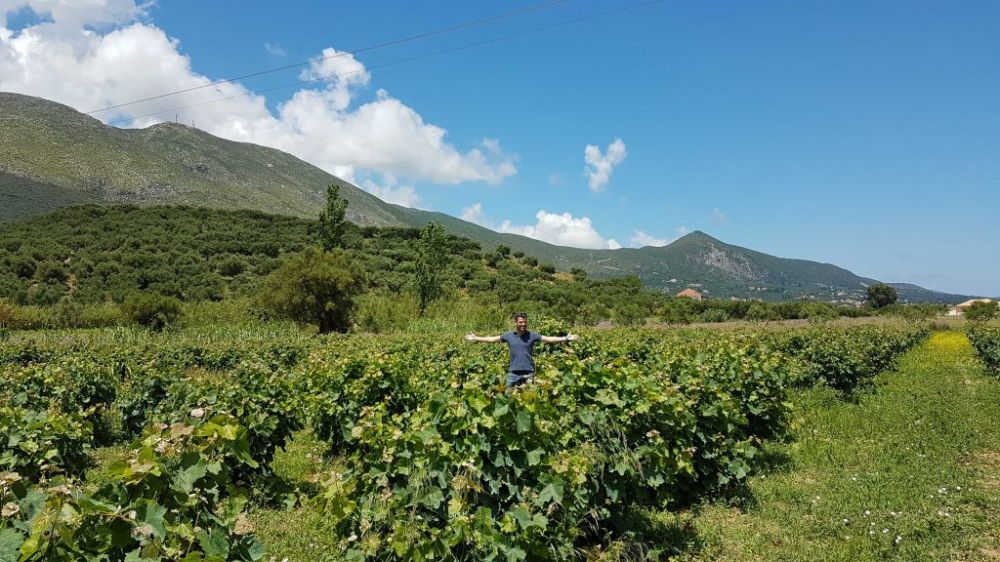 Vinmarker på Zakynthos