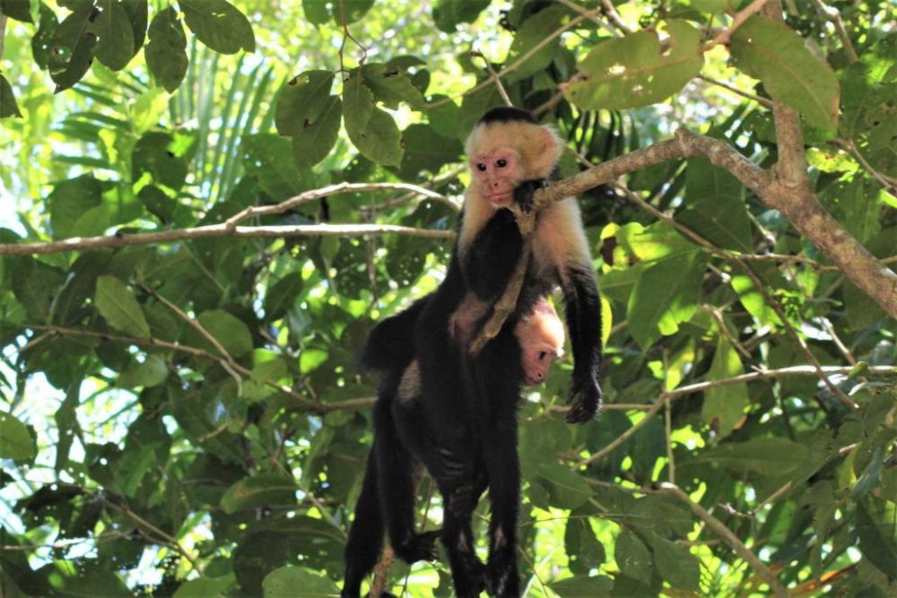 Aber i Manuel Antonio