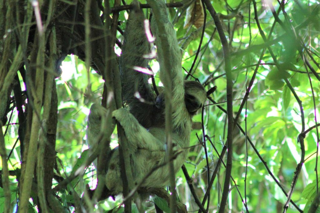 Dovendyr i Costa Rica