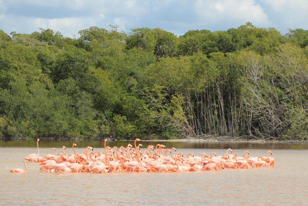 Flamingo i Celestun