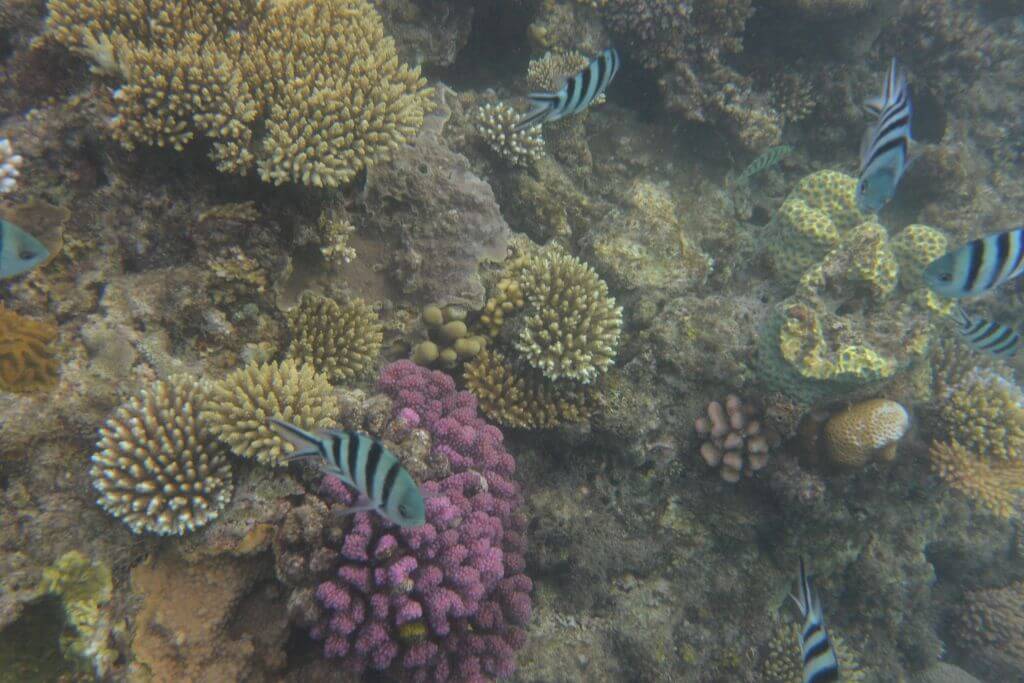 Great Barrier Reef