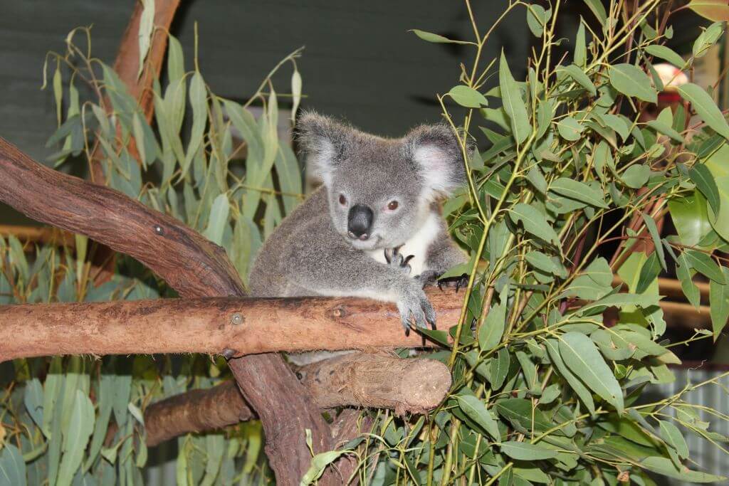 Koala