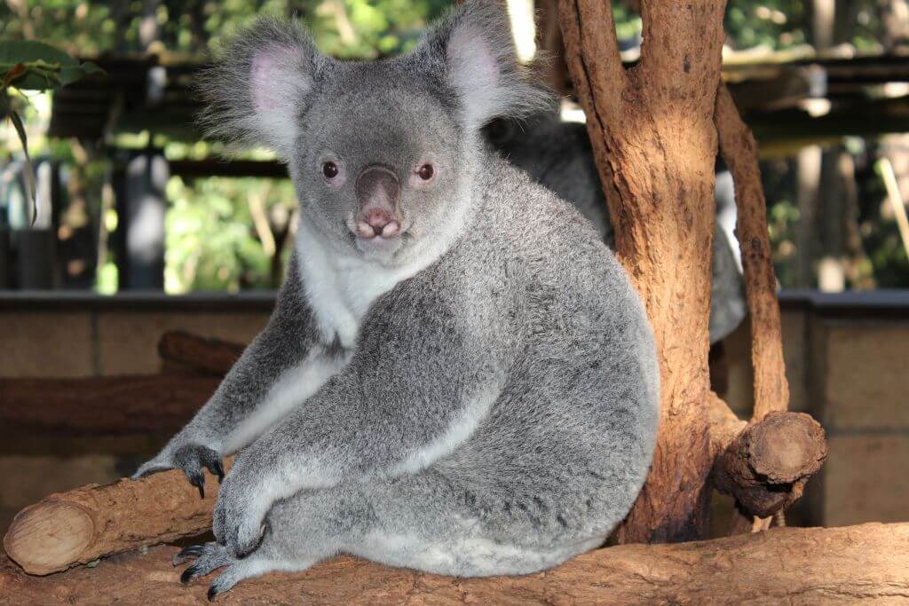 Koalaer