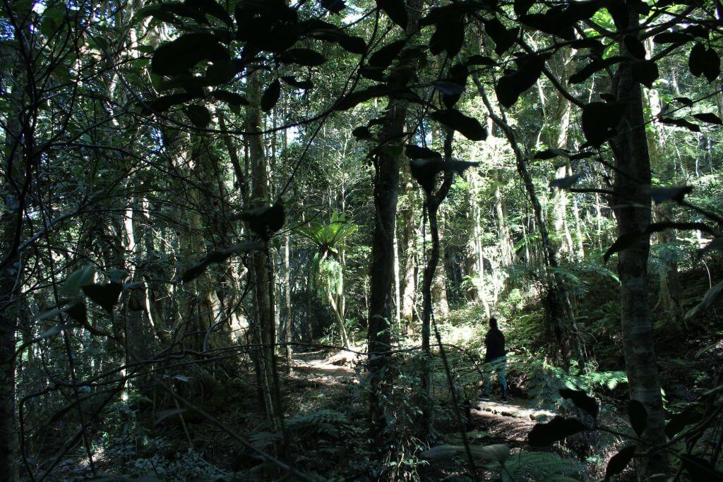 Lamington NP