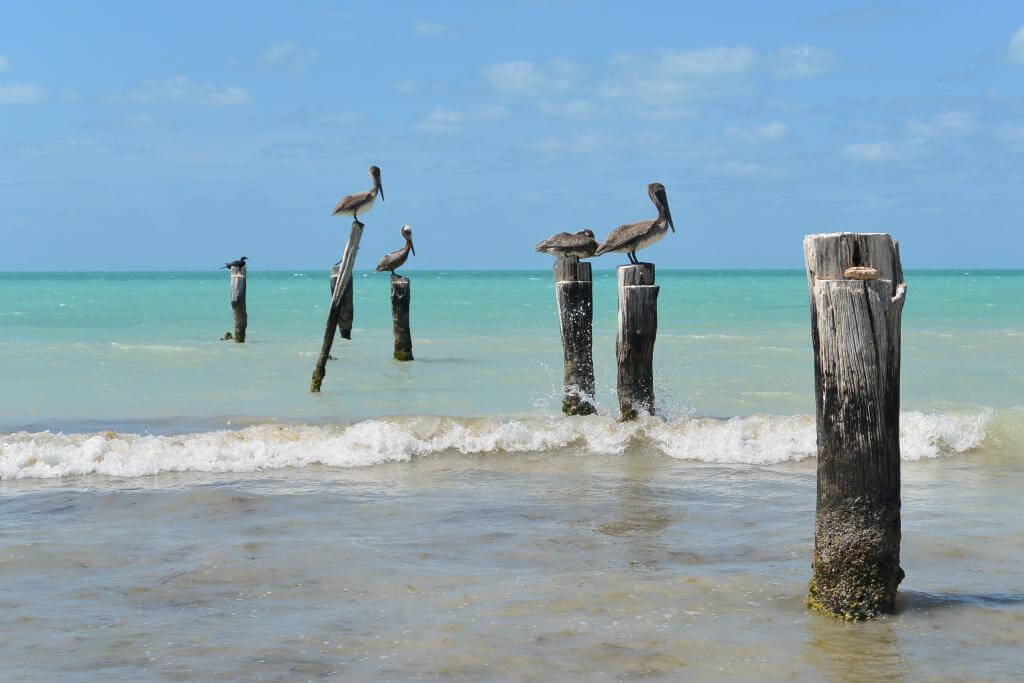 Pelikaner Isla Holbox