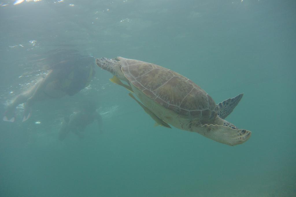 Yucatan halvøen skildpadde