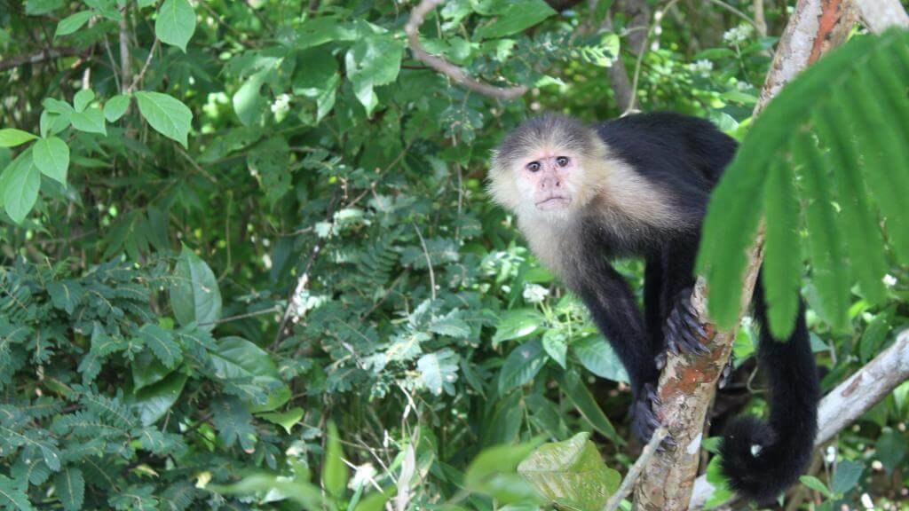 Soberiania NP