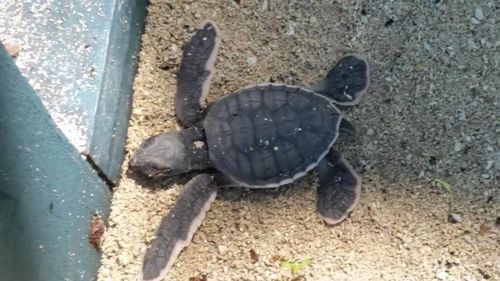 Babyskildpadde Borneo