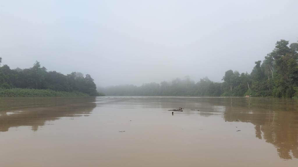 Borneo regnskov i tåge