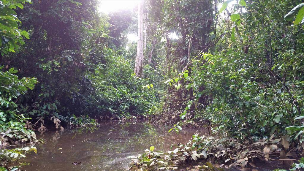 Borneos regnskov