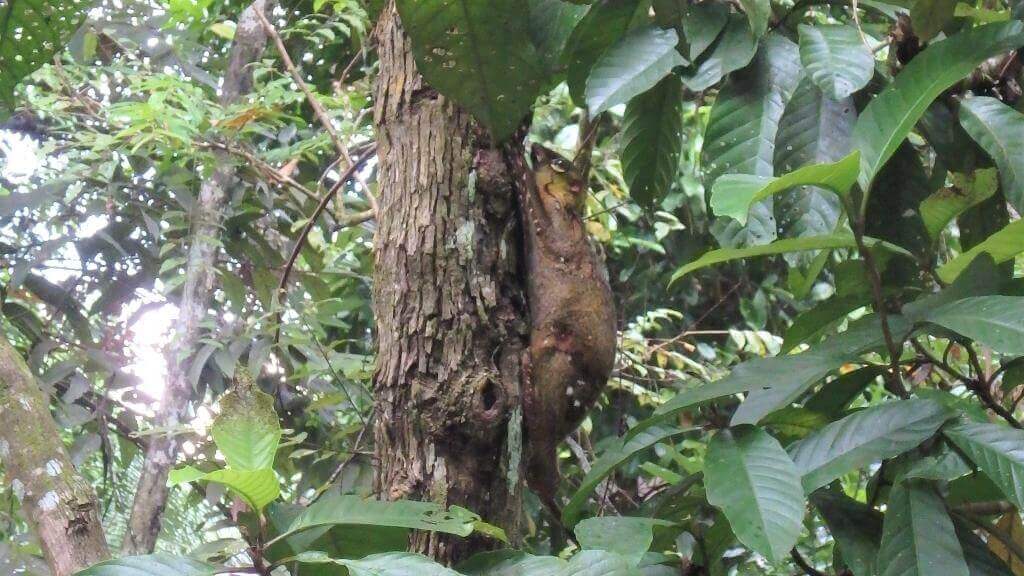 Flyvende lemur i Borneo regnskov
