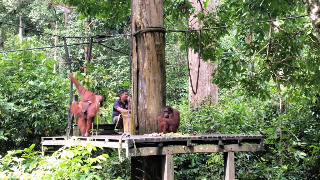 Fodring af orangutanger