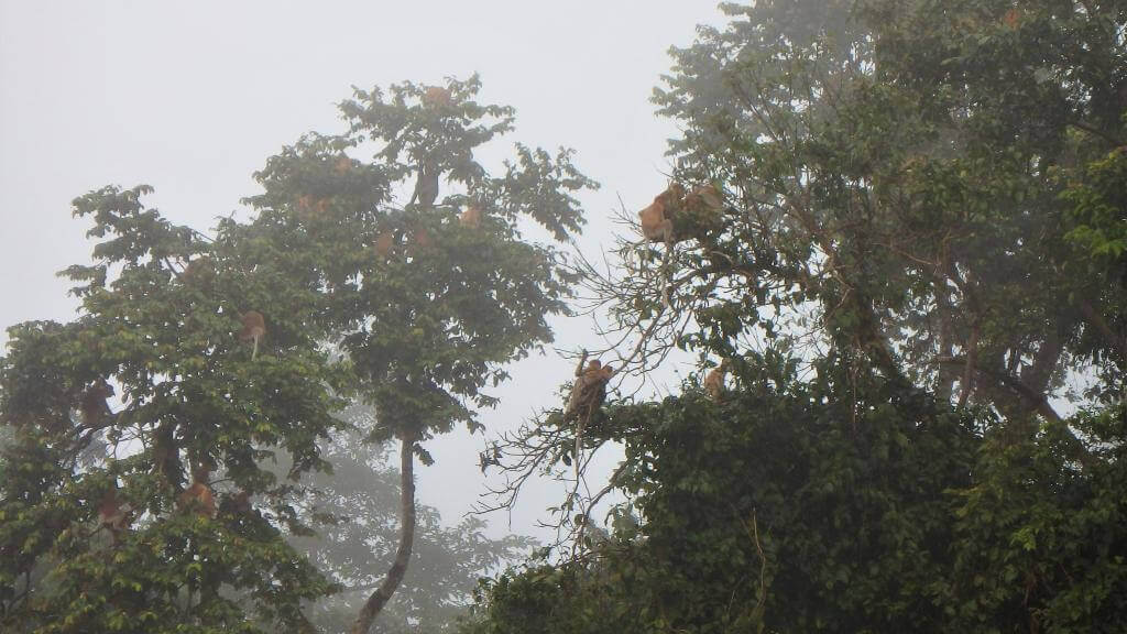 Næseaber på Borneo