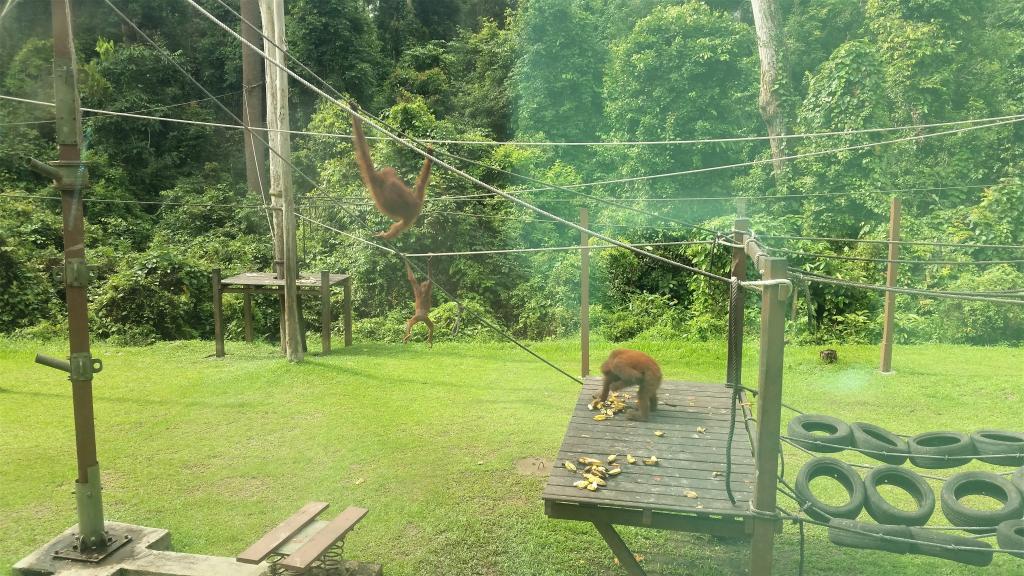 Orangutang børnehave
