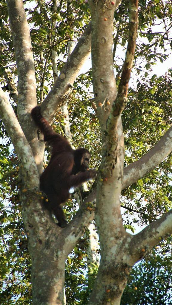 Orangutang i Borneo regnskov