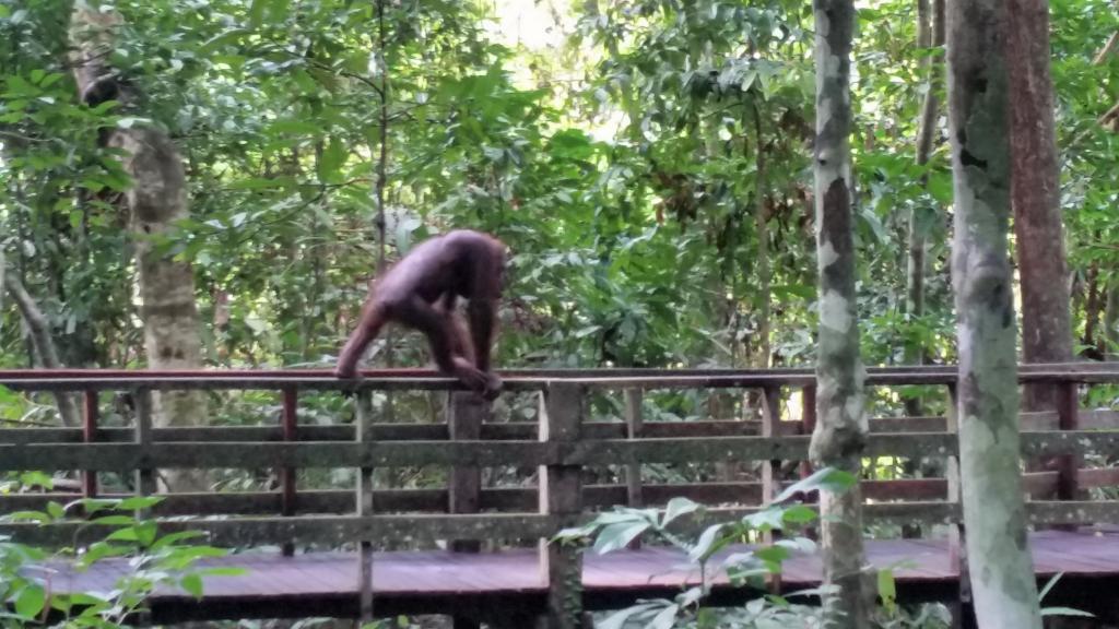 Orangutang på Borneo