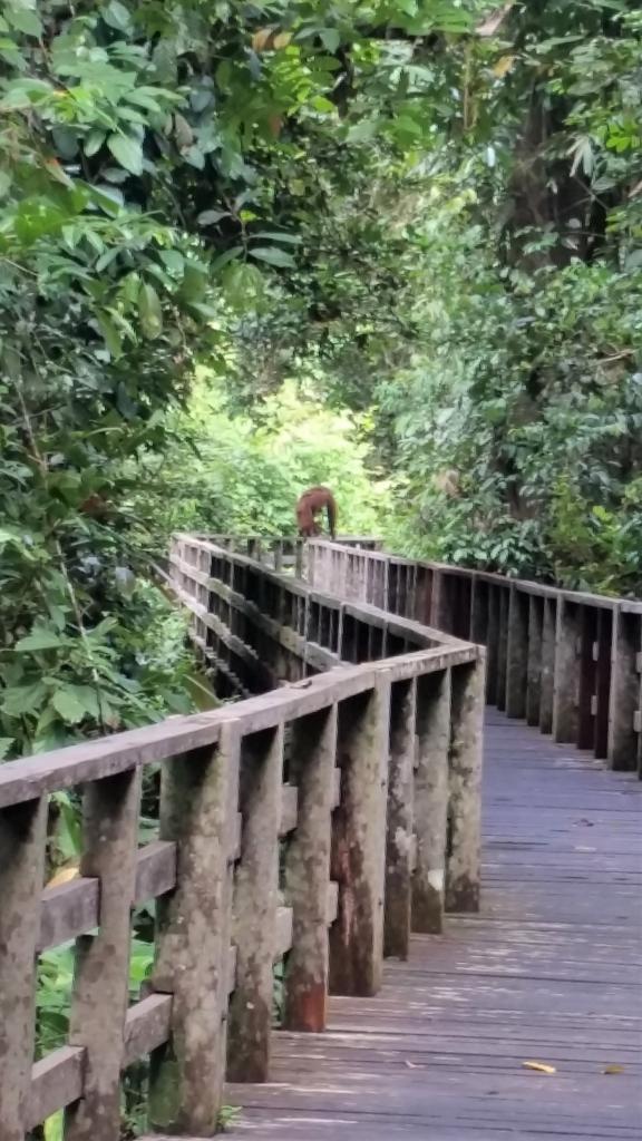 Orangutang på gangstien