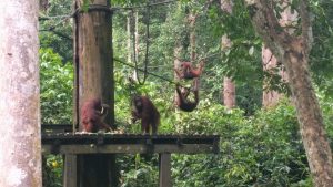 Orangutanger på Borneo