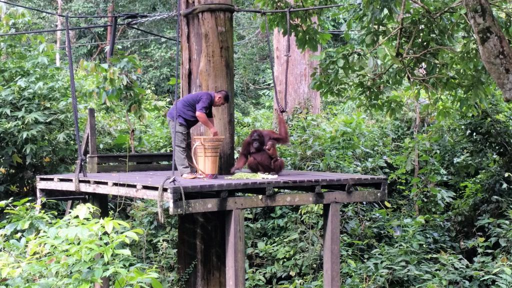 Orangutangmor spiser