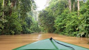 Regnskoven på Borneo