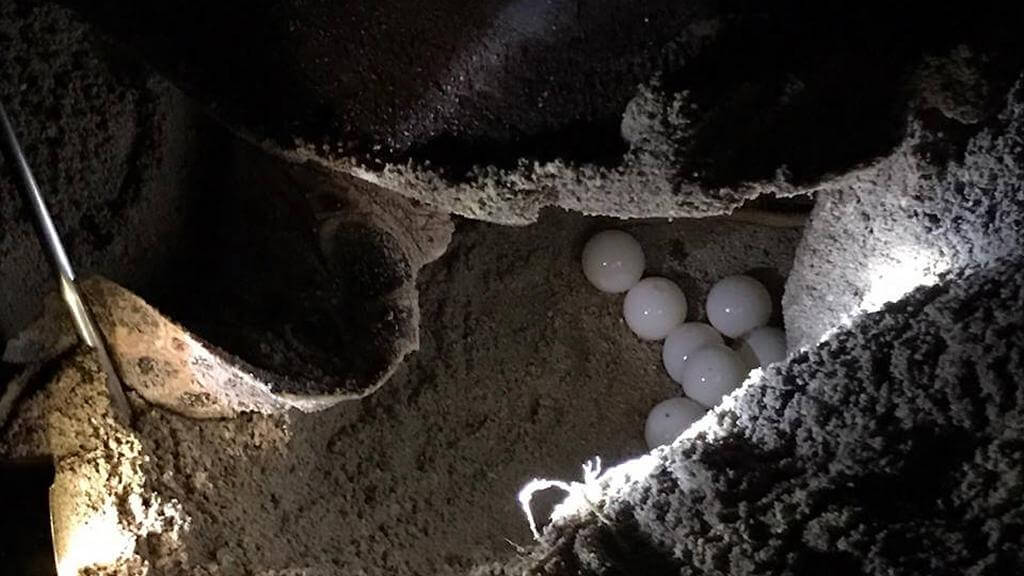Skildpadde lægger æg på Borneo