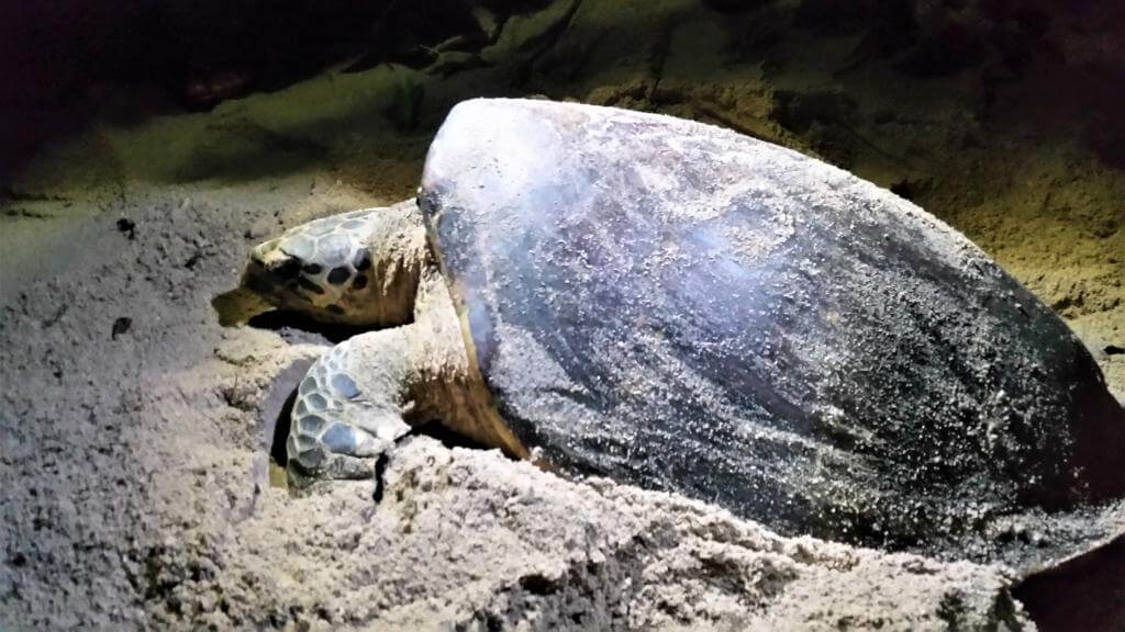 Skildpadde på Borneo