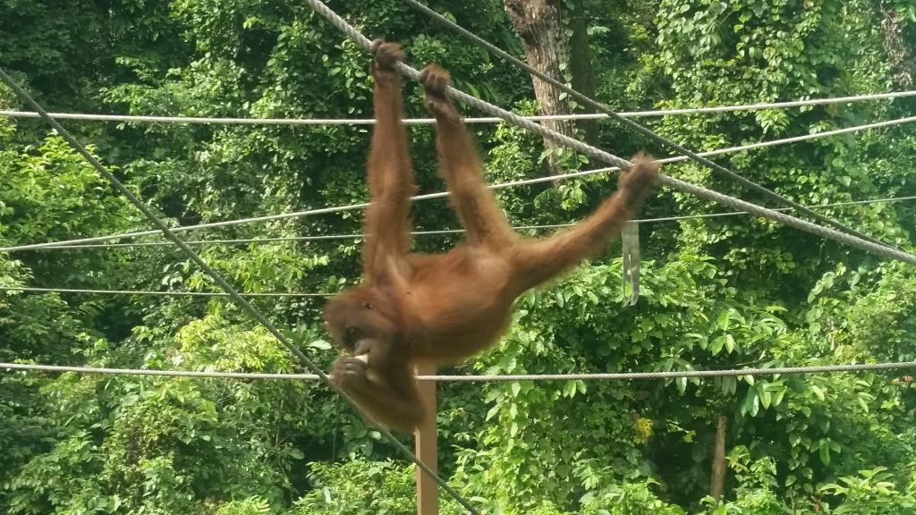 Skøn lille orangutangunge