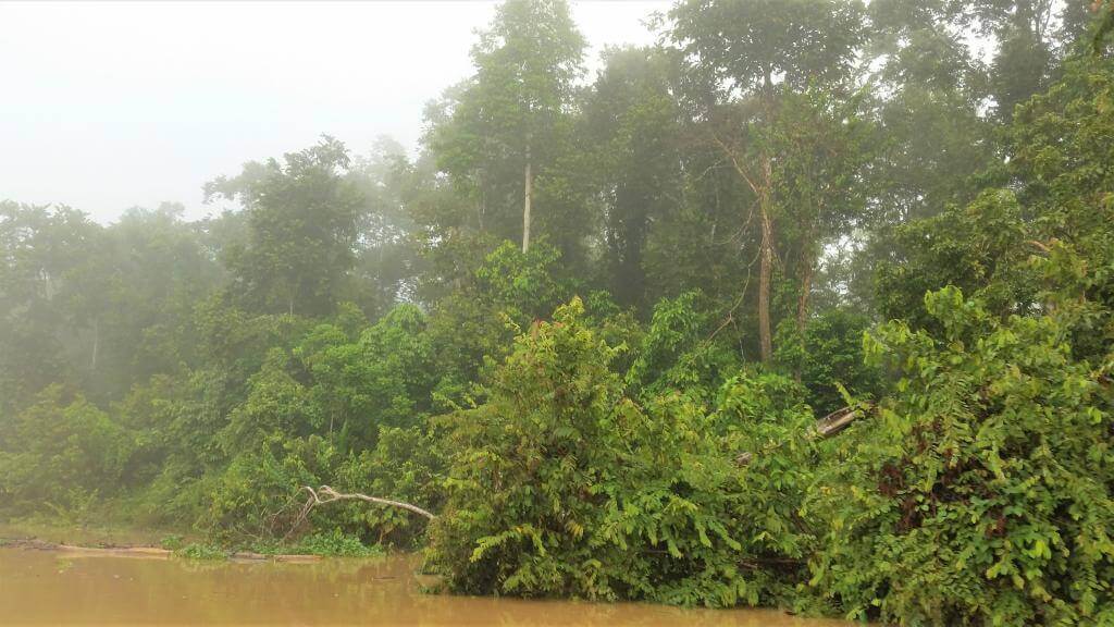 Tåge i Borneo regnskov