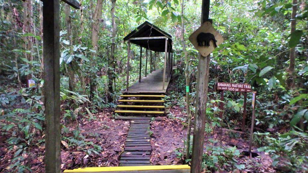 Trail i Borneo regnskov