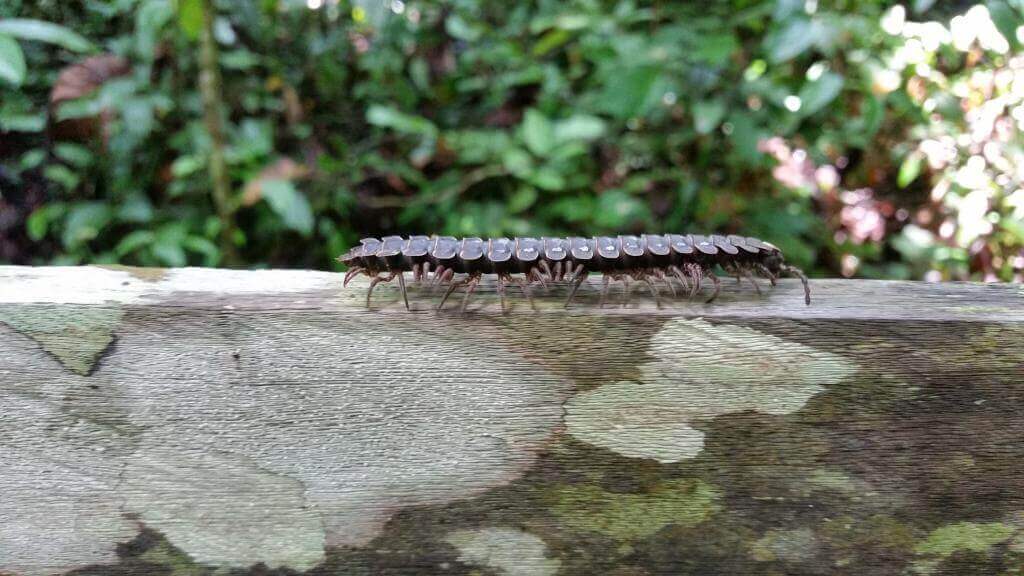 Tusindben på Borneo