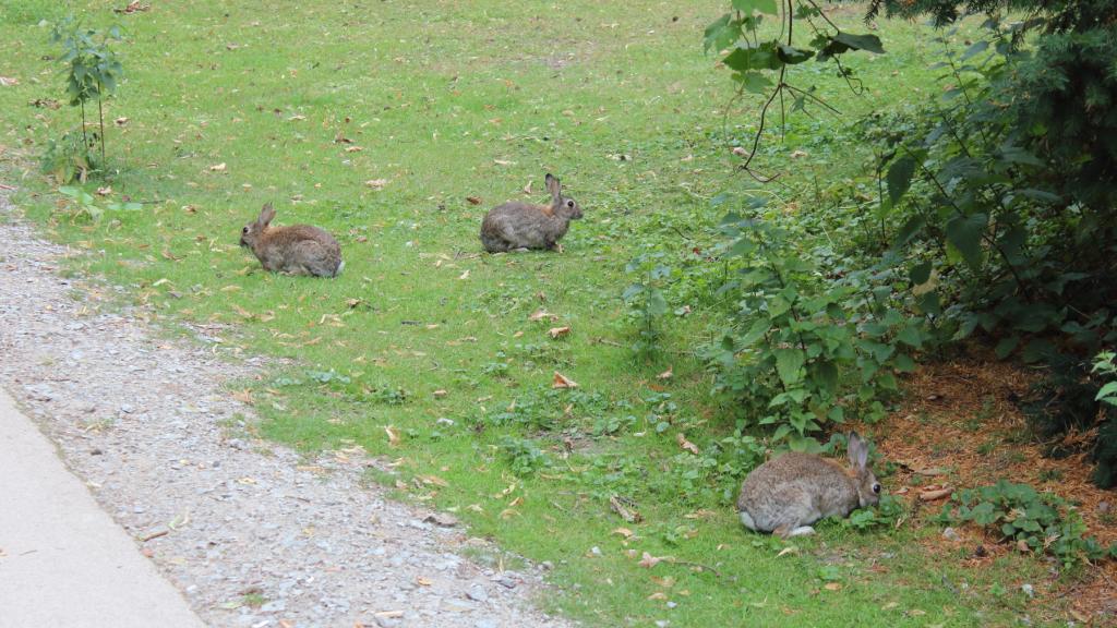 Kaniner i Tiergarten