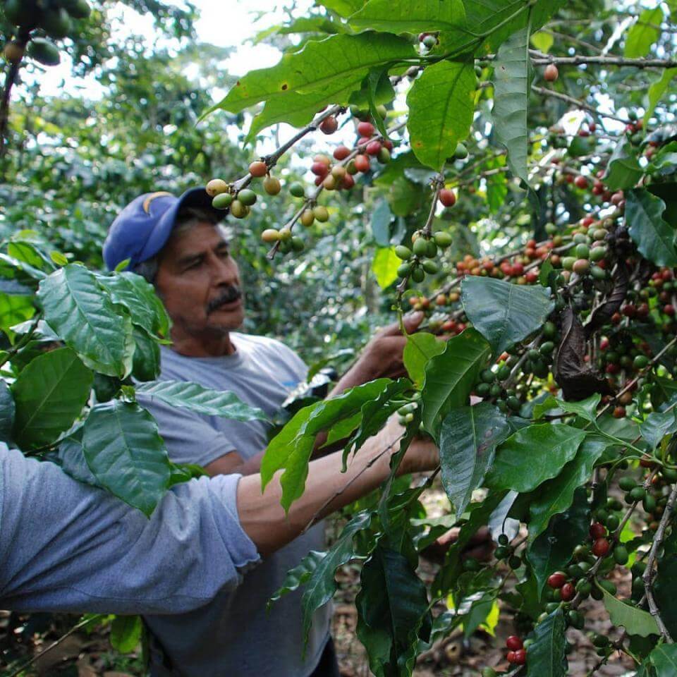 Oplevelse i Antigua - kaffefarm