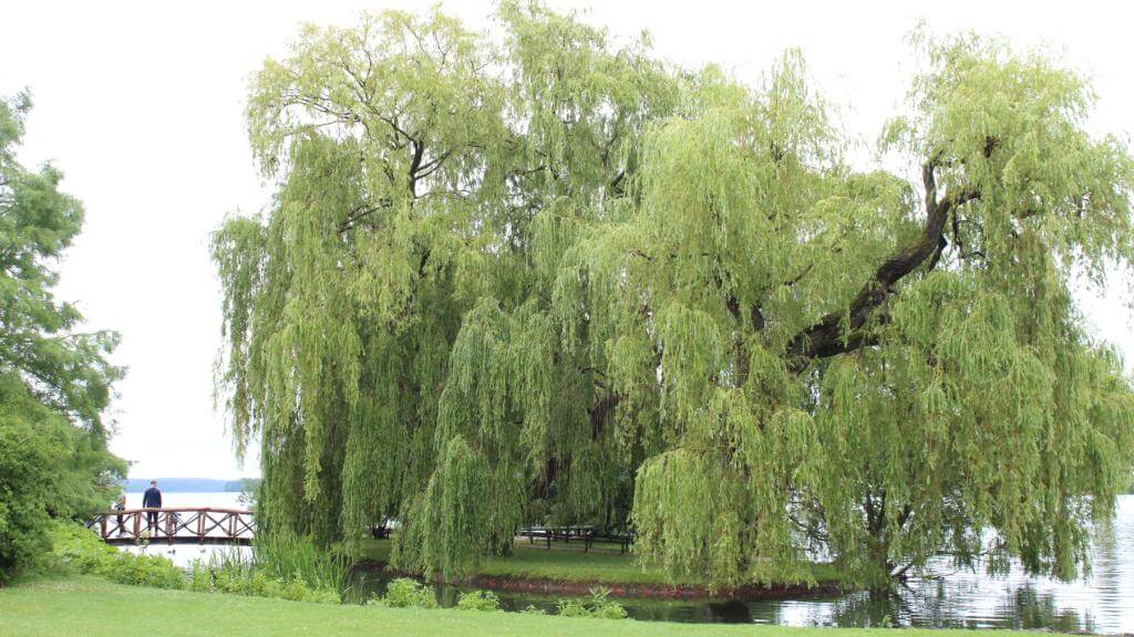 Piletræ i gårdhave Nordtyskland
