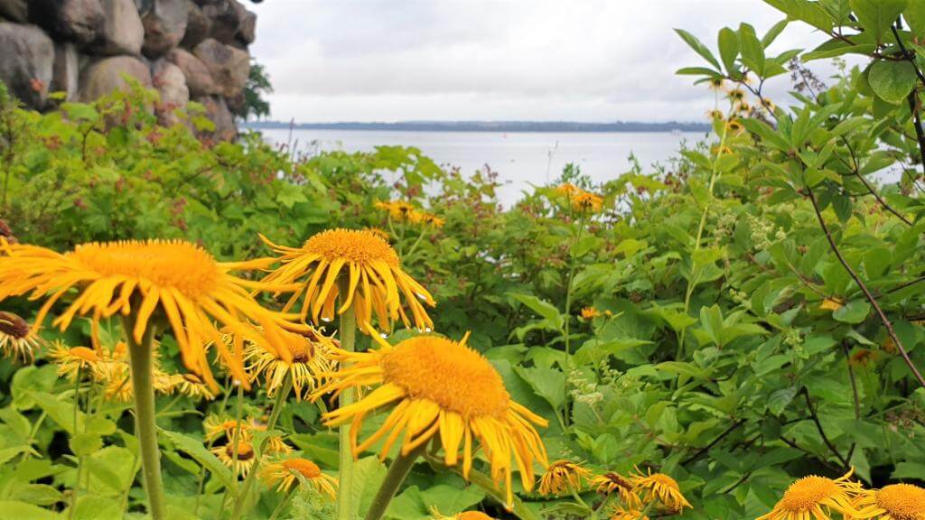 Smuk haveblomst schwerin