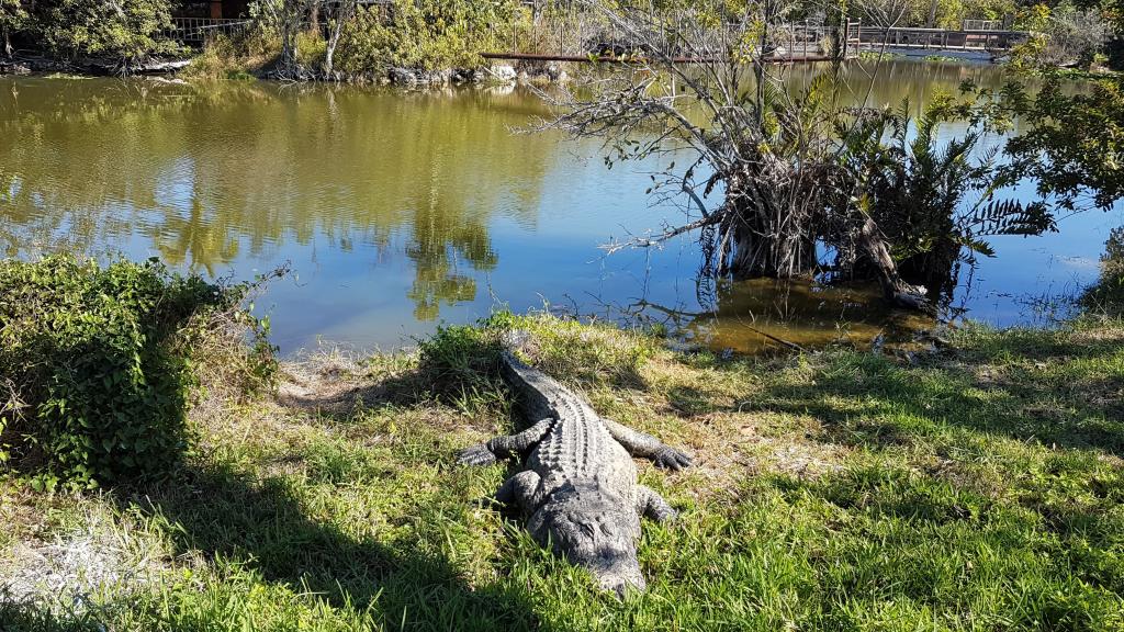 Krokodille i Everglades