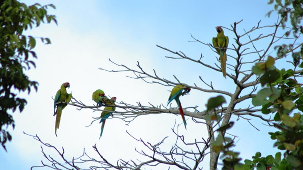 Grønne papegøjer i Tortuguero nationalpark