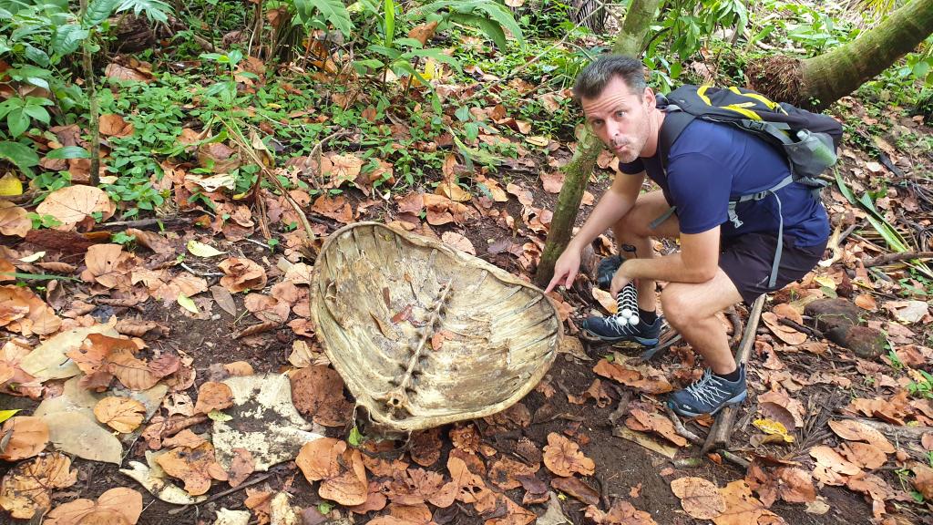 Skildpaddeskjold i Tortuguero