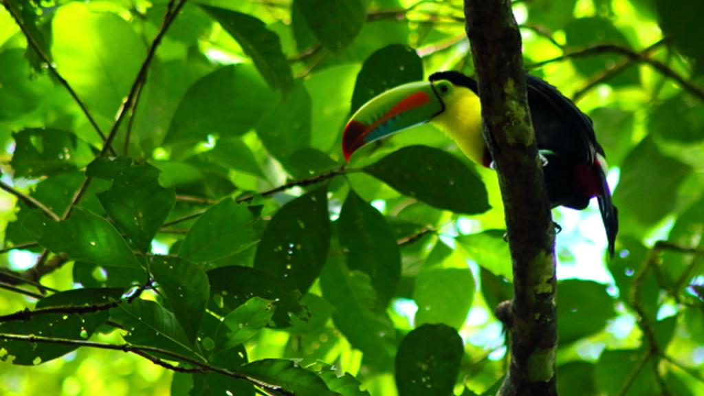 Tukan i Tortuguero Nationalpark