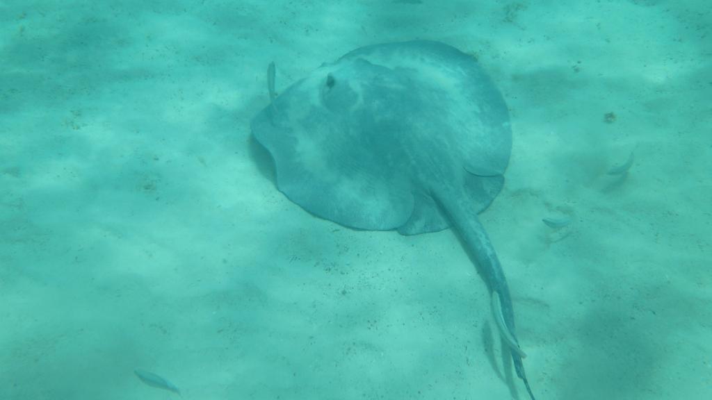 Rokke i Akumal Mexico