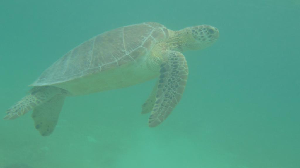 Skildpadde Akumal Mexico