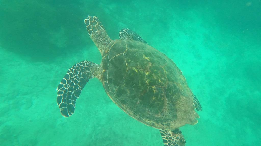 Skildpadde ved Cano Island