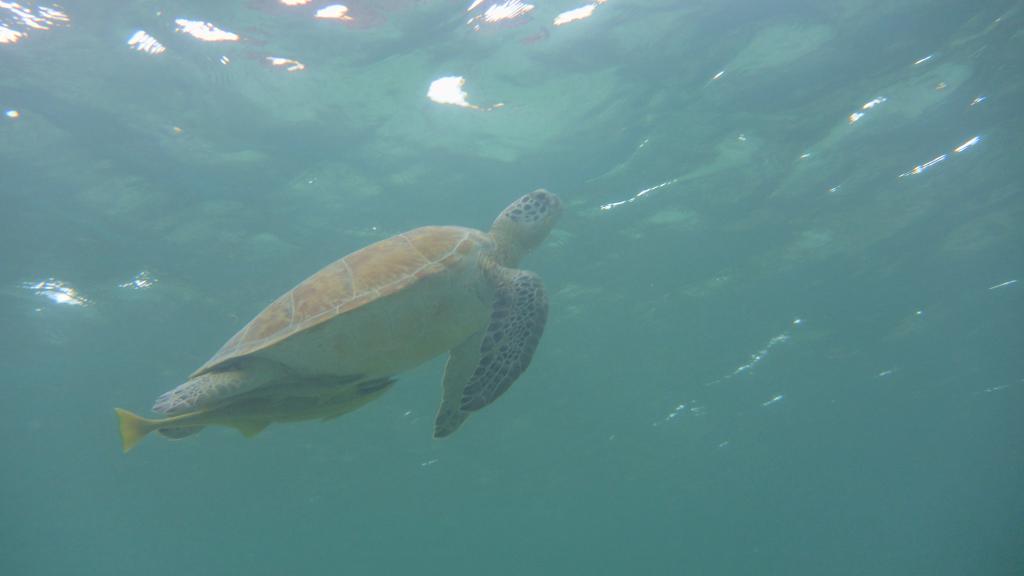 Skildpadder i Akumal