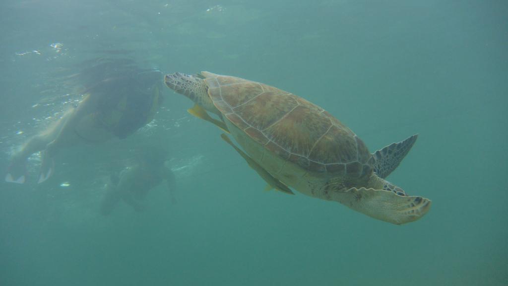 Svøm med skildpadder i Akumal Mexico