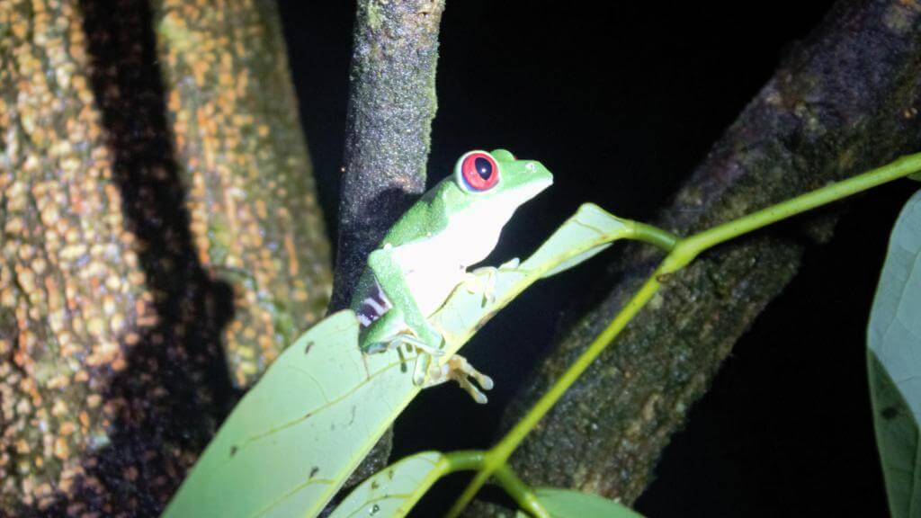 Costa Rica rødøjet løvfrø