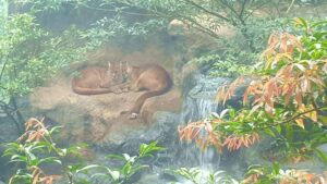 Costa-Ricas-dyreliv-puma
