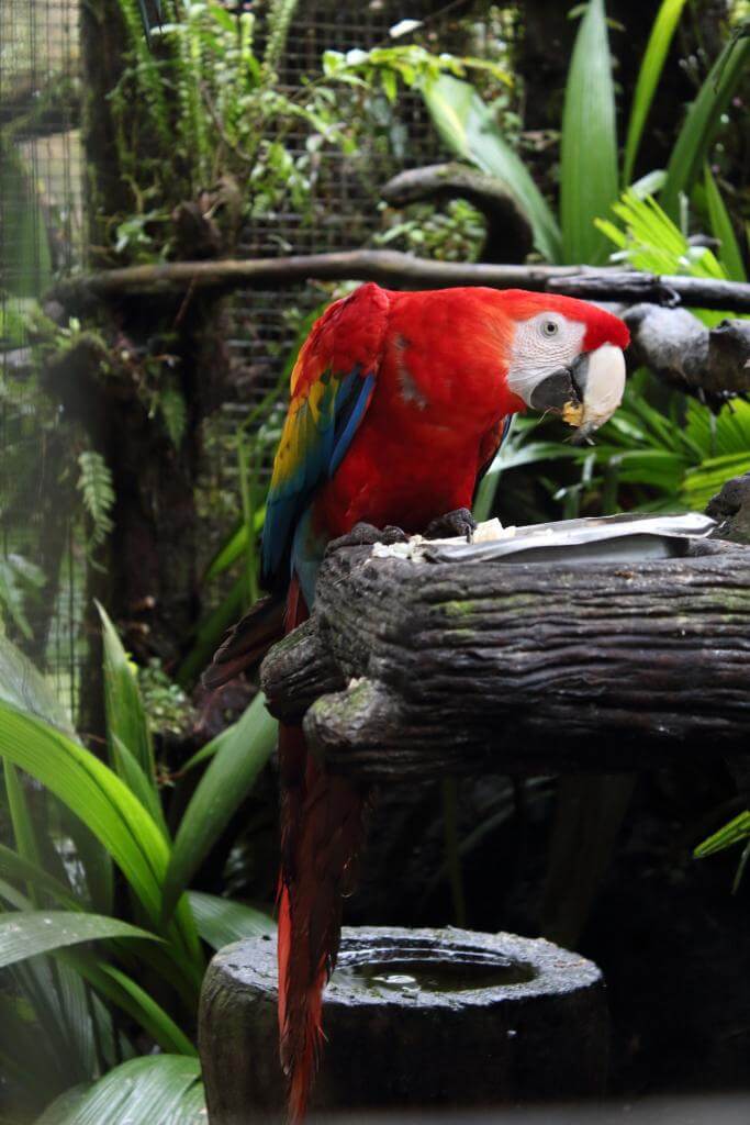 Costa Ricas dyreliv - rød ara