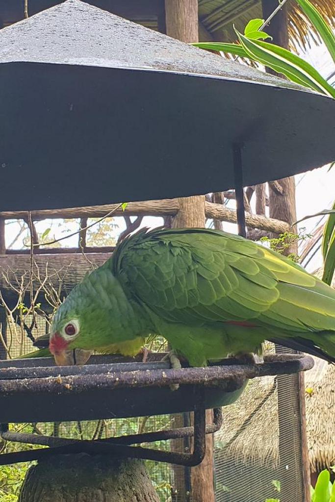 Grøn costa rica papegøje