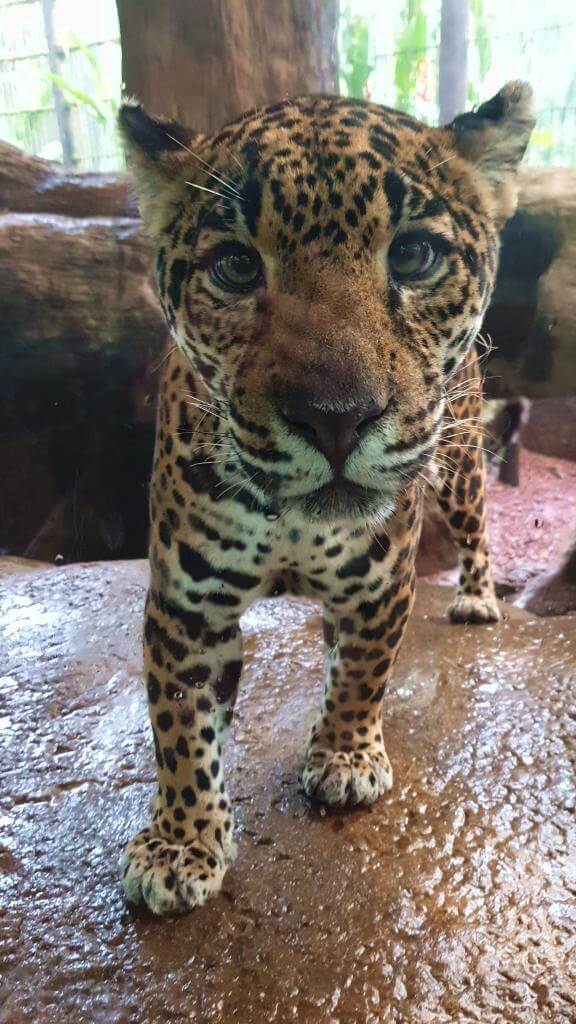 Jaguar - truede costa ricas dyreliv