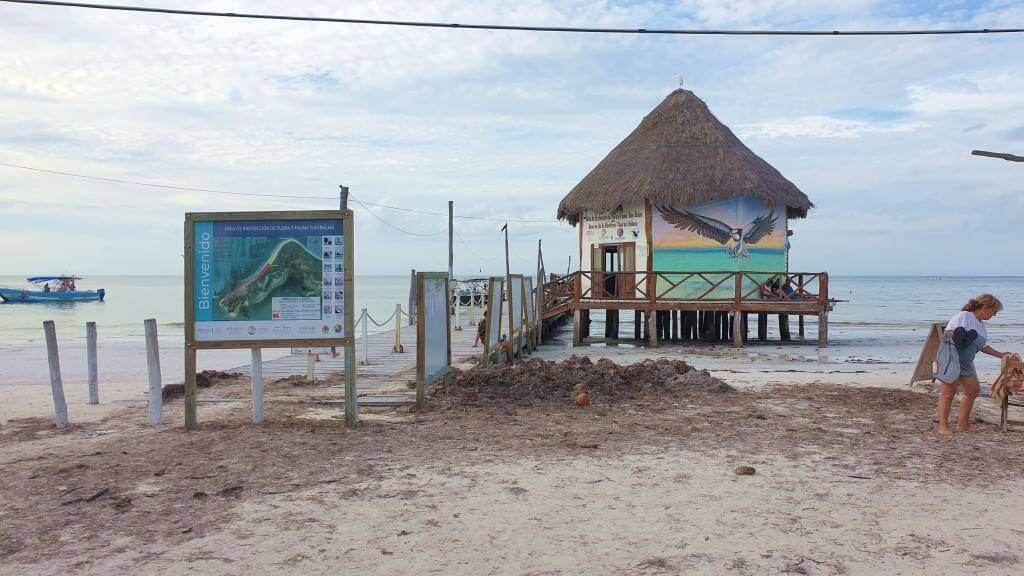 Meget tang på Isla Holbox