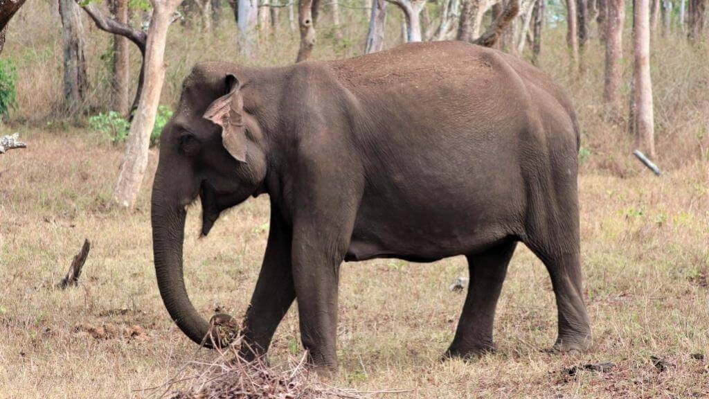 Elefant i Mudumalai Nationalpark